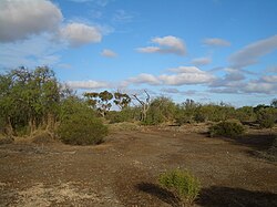 More than eighty years after the abandonment of Wallaroo Mines (Kadina, South Australia), mosses remain the only vegetation in some areas of the site's grounds.