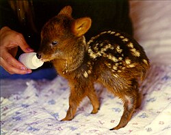 Pudú fawn at a rehabilitation center, Llanquihue Province