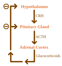 Control of endocrine hormones by negative feedback.