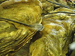 Pacific oyster Crassostrea gigas equipped with activity electrodes to follow their daily behaviour