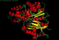 Glucose binds to hexokinase in the active site at the beginning of glycolysis.