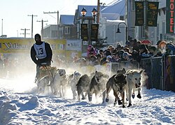 A musher during the start of the Yukon Quest dog sledding race in Whitehorse