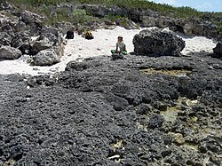 Eemian erosion surface in a fossil coral reef on Great Inagua, The Bahamas. Foreground shows corals truncated by erosion; behind the geologist is a post-erosion coral pillar which grew on the surface after sea level rose again.