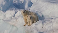 A female polar bear with cub