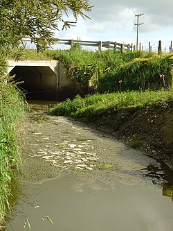 Water pollution in a rural stream due to runoff from farming activity in New Zealand