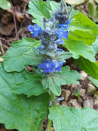 Bugleweed- Spreads across the ground and will cover other weeds and vegetation blocking embers from form potential fuel.[11]