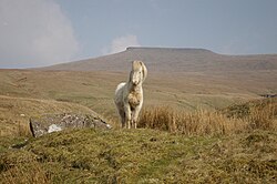 A Welsh mountain pony in the Brecon Beacons National park, Wales. Sheep and cattle also graze on this upland.
