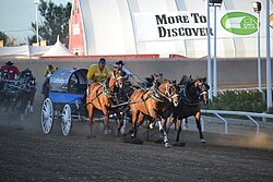 The Rangeland Derby race at the Calgary Stampede (2017)