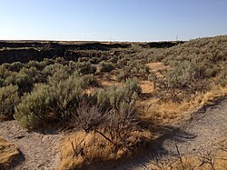 Natural vegetation on the Snake River Plain near Twin Falls