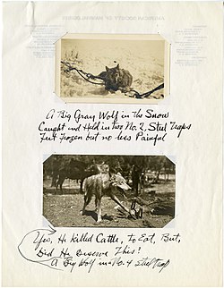 A journal entry featuring photographs of wolves in traps by Vernon Orlando Bailey, 1909–1918