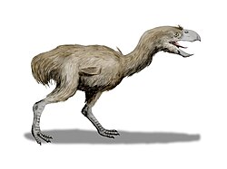 Life restoration of Paraphysornis