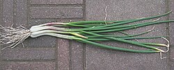 The tree or Egyptian onion is a hybrid of A. cepa and A. fistulosum.
