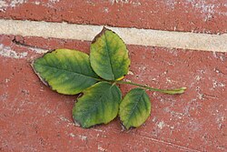 Boron toxicity in rose leaves