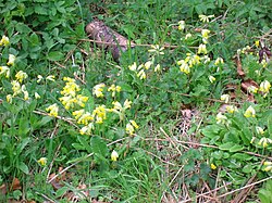 Primula veris in a meadow.