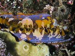 A view of the colorful mantle edges of a live thorny oyster from East Timor: The eyes may be seen on the fringe between the mantle and the shell.