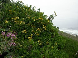Senecio angulatus, a scrambling shrub by the sea (yellow-flowered).