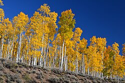 Pando, considered one of the heaviest and oldest organisms on Earth.[119][120]