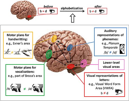 Writing is only about 5,500 years old, unlike human speech which is thought to be from 50,000 years to 2 million years old.[39] So, unlike speech, the brain did not evolve to read naturally. As a result, the brain adapts to the challenge of reading. The process of reading involves most of the brain, especially an interconnection between visual areas and language areas; but also neural systems related to action, emotion, decision-making, and memory.[40][41]