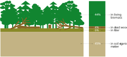 Proportion of carbon stock in forest carbon pools, 2020[170]