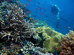 Coral reefs off Raja Ampat Islands in New Guinea