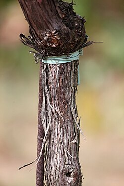 A grafted vine with the scion (grape variety) visible as the darker wood above the graft union and the rootstock variety below