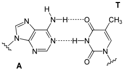An "A-T base pair" in DNA illustrating how hydrogen bonds are critical to the genetic code. The drawing illustrates that in many chemical depictions, C-H bonds are not always shown explicitly, an indication of their pervasiveness.