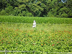 Foreign farmworker in New York