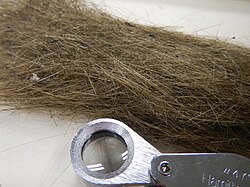 Pele's hair, with a hand lens as scale