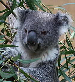 KoRV subtype A was recently endogenized in Koalas ~50,000 years ago, and is thought to be oncogenic.[40]