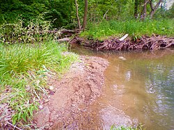 Humid wetland in Pennsylvania before a rain