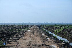 Deforestation in Riau province, Sumatra, Indonesia to make way for an oil palm plantation in 2007.