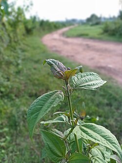 Chromolaena odorata, Bangladesh