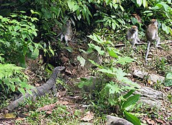 Gunung Leuser National Park
