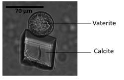 Microscopic calcite and vaterite