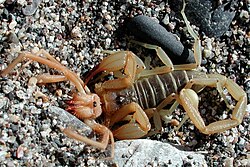 Scorpion feeding on a solifugid