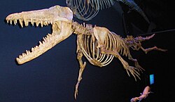 Skeleton of Ambulocetus natans, a stem whale