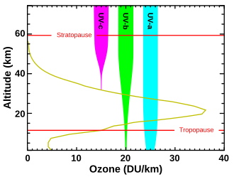 Levels of ozone at various altitudes and blocking of different bands of ultraviolet radiation. Essentially all UV-C (100–280 nm) is blocked by dioxygen (from 100–200 nm) or else by ozone (200–280 nm) in the atmosphere. The shorter portion of the UV-C band and the more energetic UV above this band causes the formation of the ozone layer, when single oxygen atoms produced by UV photolysis of dioxygen (below 240 nm) react with more dioxygen. The ozone layer also blocks most, but not quite all, of the sunburn-producing UV-B (280–315 nm) band, which lies in the wavelengths longer than UV-C. The band of UV closest to visible light, UV-A (315–400 nm), is hardly affected by ozone, and most of it reaches the ground. UV-A does not primarily cause skin reddening, but there is evidence that it causes long-term skin damage.