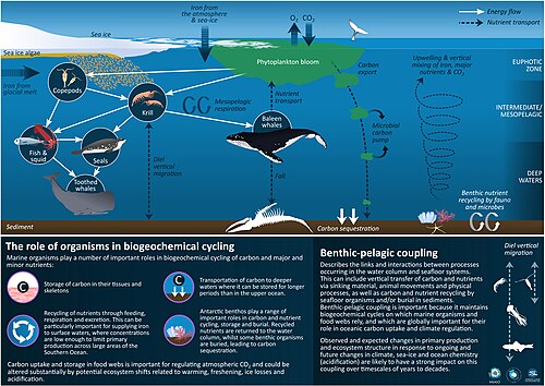 Some roles of marine organisms in biogeochemical cycling in the Southern Ocean[9]