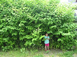 Japanese knotweed (Reynoutria japonica) is considered one of the world's worst invasive species.