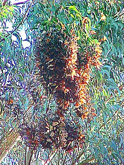 Cluster of monarch butterflies. Monarch butterflies migrate to Santa Cruz, California, where they overwinter