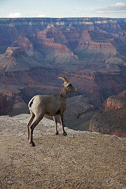 A bighorn ewe at the Grand Canyon, 2008