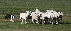 Sheep dogs (here a Border Collie) control the flocking behaviour of sheep.