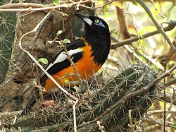 A Venezuelan troupial in cactus shrubs