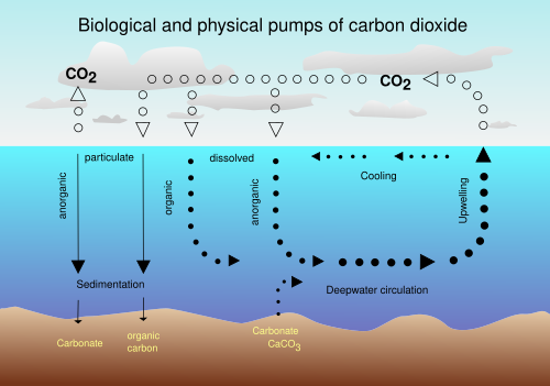 The marine carbon cycle. Carbon dioxide is taken up by phytoplankton for photosynthesis and incorporated into the marine food web. When plankton or predator dies, sedimentation of organic matter reaches the seafloor, where carbon can be buried and sequestered. Stimulating phytoplankton blooms is thought to increase sedimentation of particulate organic carbon after the blooms die off, leading to increased carbon sequestration.