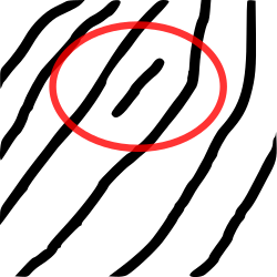 Short ridge (dot)