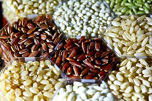 Rice grains of different varieties at the International Rice Research Institute (IRRI)