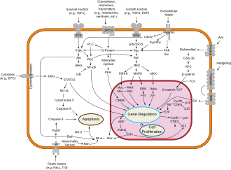 Overview of signal transduction pathways
