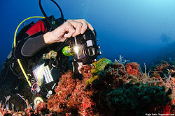 Underwater photographer