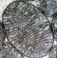 The inner membrane of the mitochondrion has a large surface area due to infoldings, allowing higher rates of cellular respiration (electron micrograph).[6]