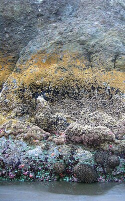 Photo of partially submerged rock showing horizontal bands of different color and texture, where each band represents a different fraction of time spent submerged